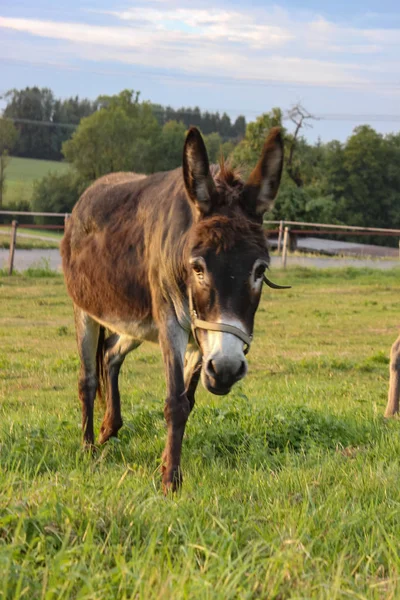 Bonito Burro Paddock Noche Verano Sur Alemania — Foto de Stock