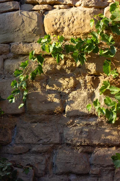 Городская Стена Растениями Летний Вечер Юге Германии — стоковое фото
