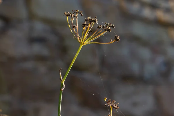 Marrom Verde Plantas Parede Cidade Sul Alemanha Verão Noite — Fotografia de Stock