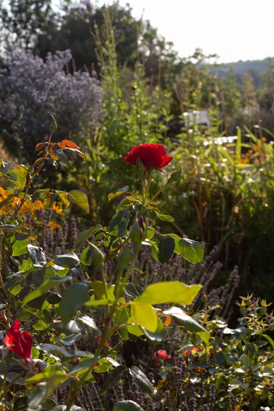 Квіти Садові Котедж Баварському Селі Літній Вечір — стокове фото