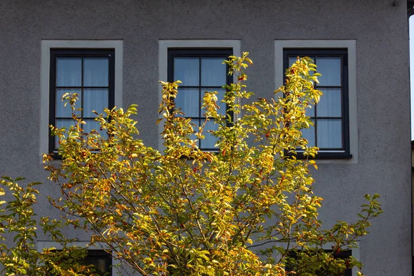 Autumn Color Tree Leaves City Building Facades South Germany — Stock Photo, Image