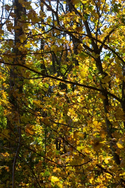 Rayons Soleil Travers Les Arbres Forestiers Été Indiens Feuilles Campagne — Photo