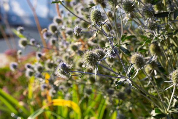 Stuga Trädgård Blommor Bayerska Landsbygden Sommarkväll — Stockfoto