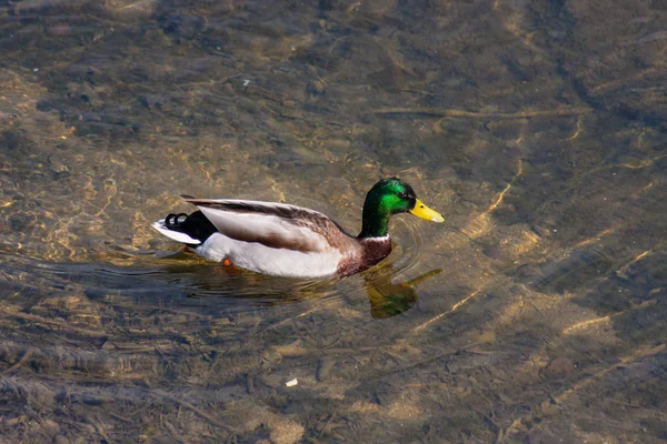 Kleurrijke Eend Zwemmen Helder Water Van Rivier — Stockfoto