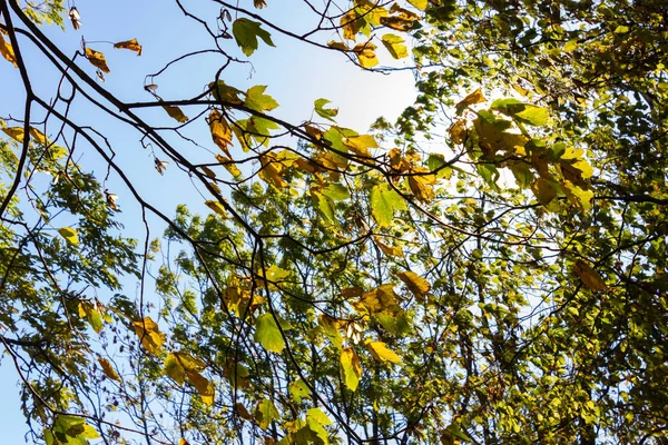 Сонячними Променями Через Ліс Бабине Літо Дерева Листя Південній Німеччині — стокове фото