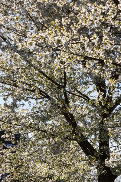 Florescendo Árvores Primavera Luz Solar Brilhante — Fotografia de Stock