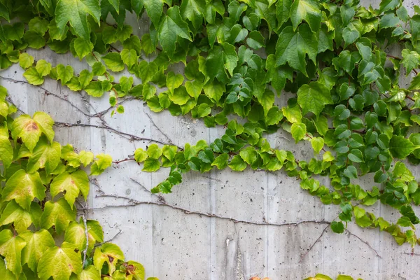 Grüner Efeu Betonmauer Süddeutschland — Stockfoto