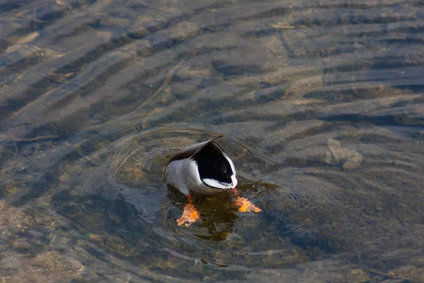 Pato Colorido Nadando Água Clara Rio — Fotografia de Stock