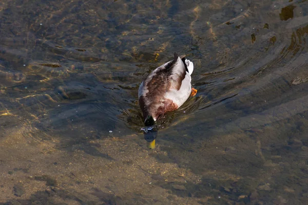 Kleurrijke Eend Zwemmen Helder Water Van Rivier — Stockfoto