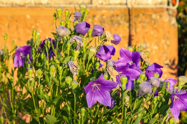 Bavarian cottage garden flowers, warm calm atmosphere