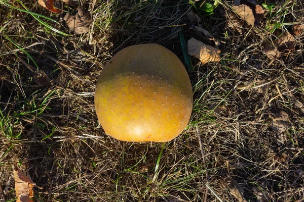 Overrijpe Kleurige Appel Boomgaard — Stockfoto