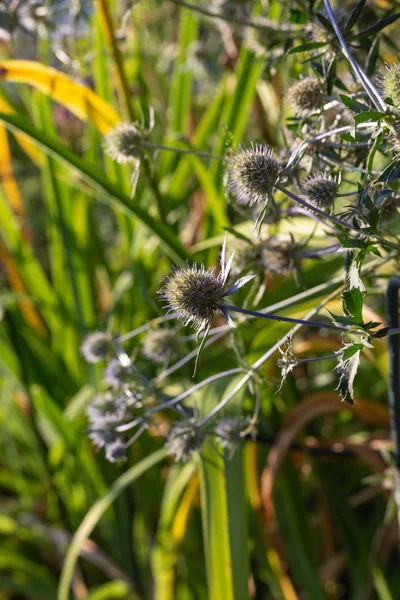 Stuga Trädgård Blommor Bayerska Landsbygden Sommarkväll — Stockfoto