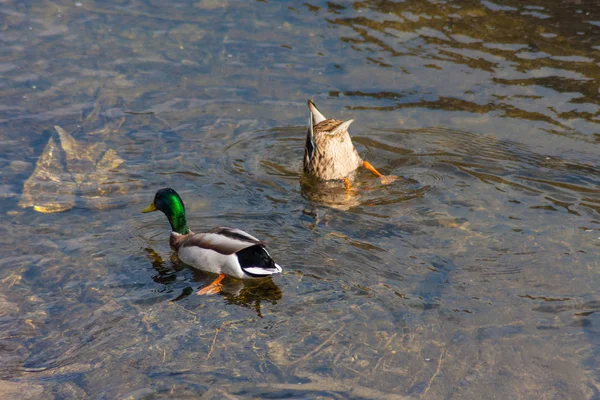 五颜六色的鸭子在清澈的河水中游泳 — 图库照片