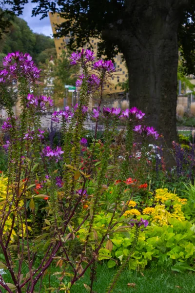 Flores Colores Parque Ciudad Del Sur Alemania Tarde Verano Ciudad — Foto de Stock