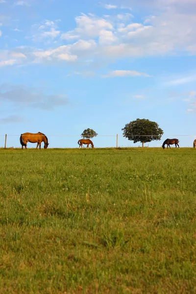 Horizont Himmel Und Feld Mit Pferden Sommerabend Süddeutschland — Stockfoto