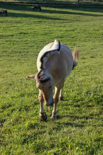 Koně Letní Večer Bavorské Allgau Krajině Jižní Německo Zelené Trávě — Stock fotografie