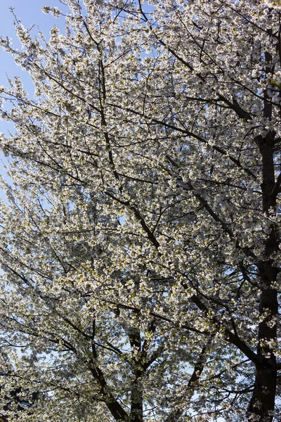 Florescendo Árvores Primavera Luz Solar Brilhante — Fotografia de Stock