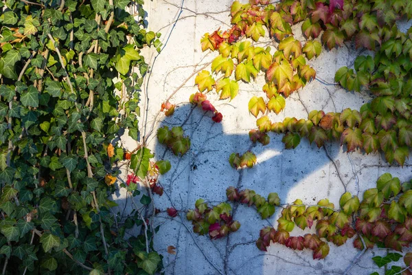 常春藤落叶在混凝土墙上阳光明媚的晚上在德国 — 图库照片