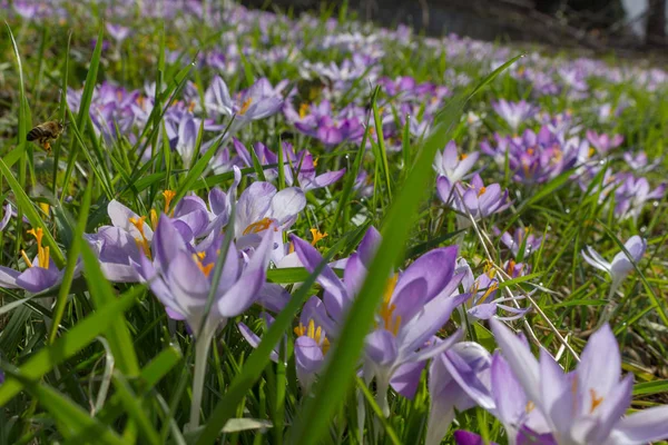 Crocus Flower Bed Springtime Natural Background — Stock Photo, Image