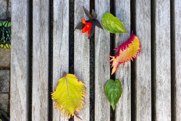 Farbenfrohe Herbstblätter Dekoriert Auf Holztisch Abend Sonnenuntergang Warmen Sonnenschein — Stockfoto