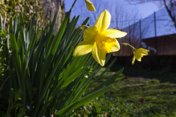 Piękny Widok Kwiat Kwiat Ogród Błękitne Niebo Kolory Wiosny Verbania — Zdjęcie stockowe