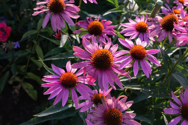 Cottage garden flowers in Bavarian countryside on summer evening