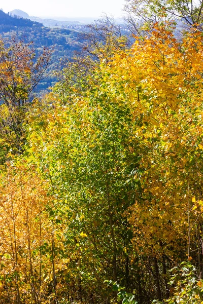 Paysage Été Indien Montagnes Avec Des Arbres Colorés Forêt Dans — Photo