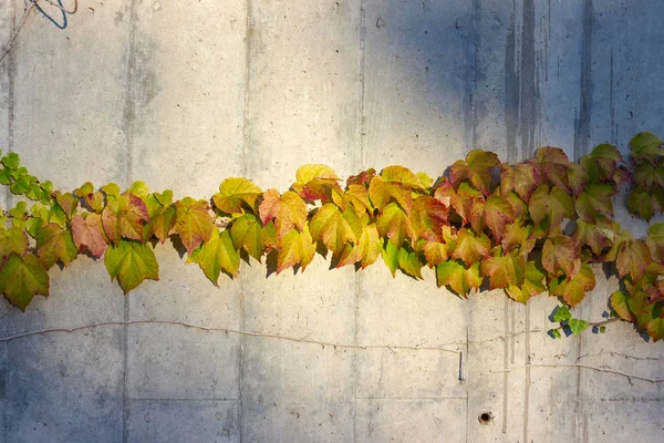 Folhas Queda Hera Parede Concreto Noite Ensolarada Alemanha — Fotografia de Stock