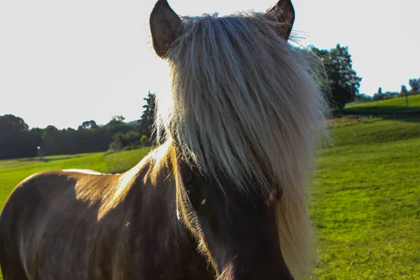 Cavalos Noite Verão Allgau Bavarian Campo Sul Alemanha Verde Grama — Fotografia de Stock