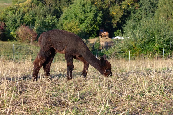 Bebé Alpaca Sur Alemania —  Fotos de Stock