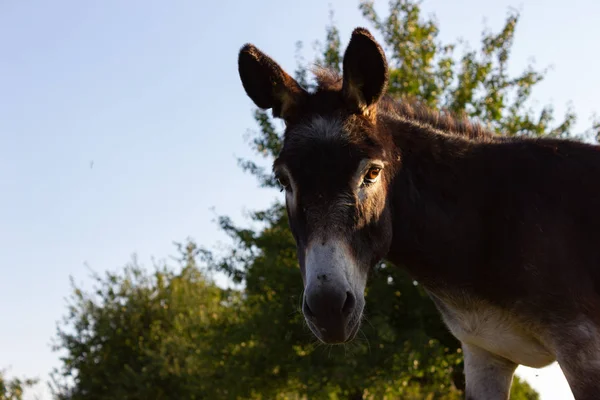 Bonito Burro Paddock Noche Verano Sur Alemania — Foto de Stock