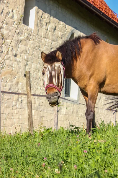 Bruin Paard Paddock Met Groen Gras Zuid Duitsland Zomeravond — Stockfoto