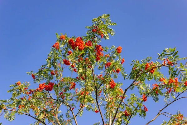 Rote Beere Baum Zweig Auf Blauem Himmel Hintergrund — Stockfoto