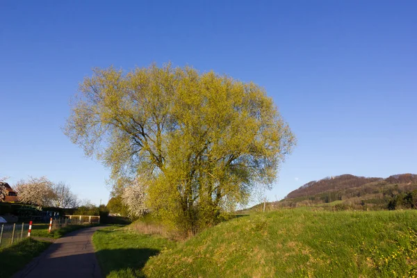Vielfalt Schönen Bäumen Gegenlicht Auch Heller Sonnenschein Mit Frischem Grün — Stockfoto