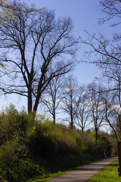 Varietà Bellissimi Alberi Controluce Anche Luminoso Sole Con Verde Fresco — Foto Stock