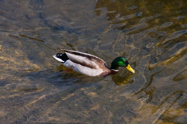 Färgglada Anka Bad Klart Vatten Floden — Stockfoto