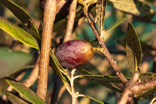 Olivenfrüchte Baum Hängen Warmen Sonnenlicht Des Herbstabends — Stockfoto