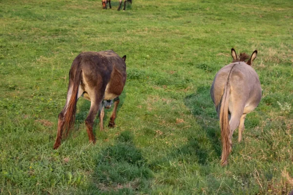 Cute Donkeys Paddock Summer Evening Southern German Countryside — Stock Photo, Image