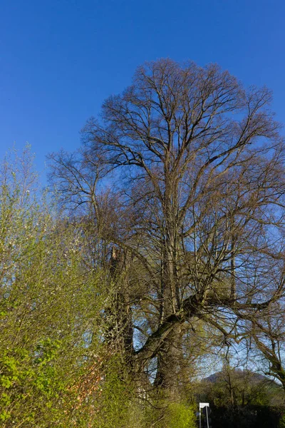 Разнообразие Красивых Деревьев Подсветке Яркое Солнце Свежими Зелеными Цветущими Видимыми — стоковое фото
