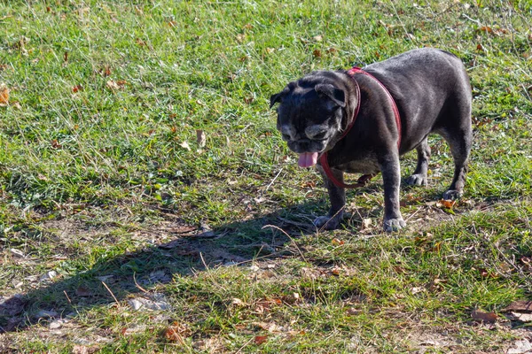 Zwarte Pug Vallen Buiten Reis Zuid Duitsland — Stockfoto