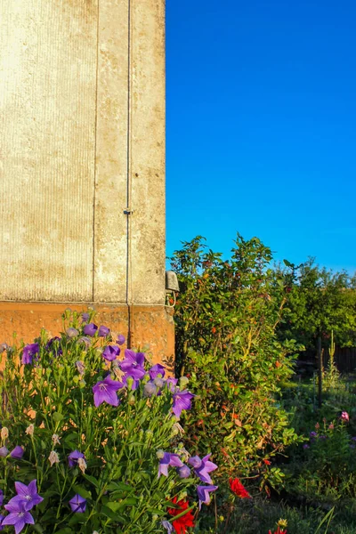 Bavarian cottage garden flowers, warm calm atmosphere