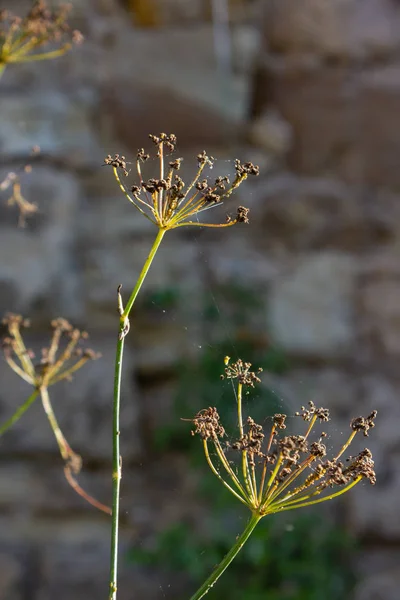 夏の夜に南ドイツの植物と城壁 — ストック写真