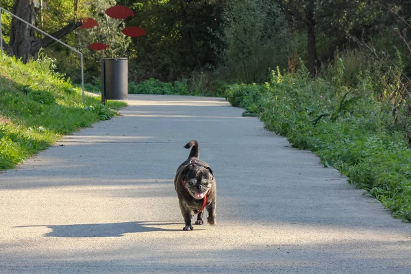 Pug Negro Llamado Adelheid Camina Parque Ciudad Sur Alemania — Foto de Stock