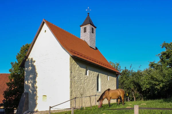 Brown Horse Paddock Green Grass South Germany Summer Evening — Stock Photo, Image