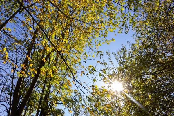 Сонячними Променями Через Ліс Бабине Літо Дерева Листя Південній Німеччині — стокове фото
