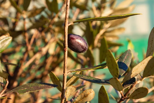 Olivenfrüchte Baum Hängen Warmen Sonnenlicht Des Herbstabends — Stockfoto