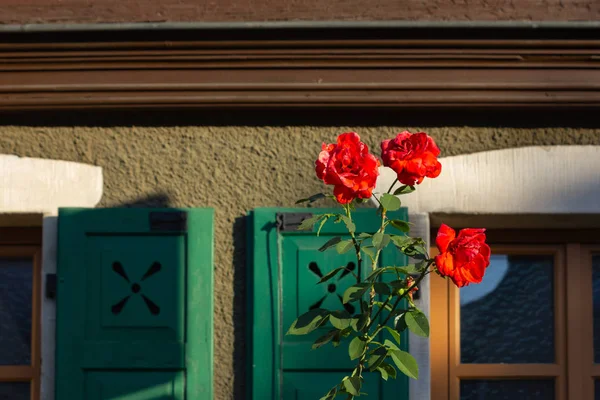 Rosas Rojas Fachada Marco Con Persianas Verdes Ventana Una Soleada — Foto de Stock