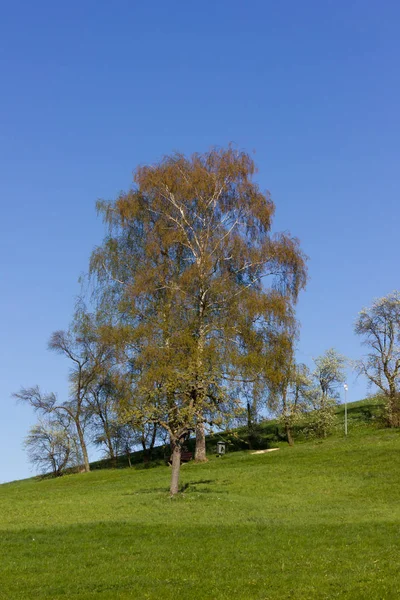 Vielfalt Schönen Bäumen Gegenlicht Auch Heller Sonnenschein Mit Frischem Grün — Stockfoto