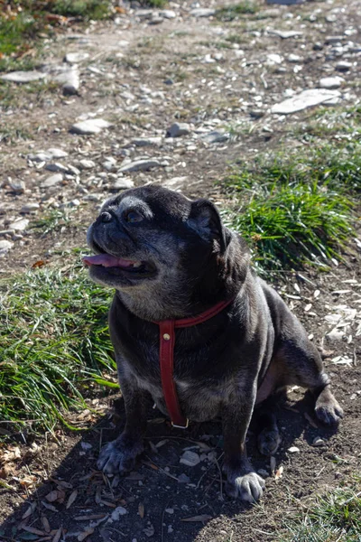 Zwarte Pug Vallen Buiten Reis Zuid Duitsland — Stockfoto