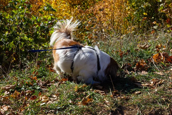 Милая Маленькая Собачка Открытом Воздухе Осенью Природа Южной Германии Сельской — стоковое фото